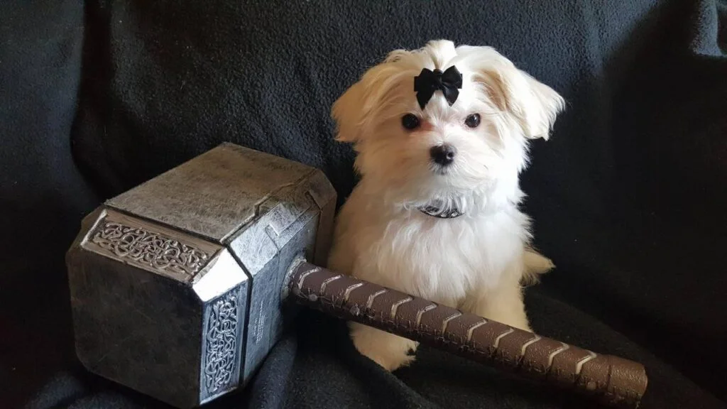 Thor, a white Maltese father at Hearts & Family Cuddlers