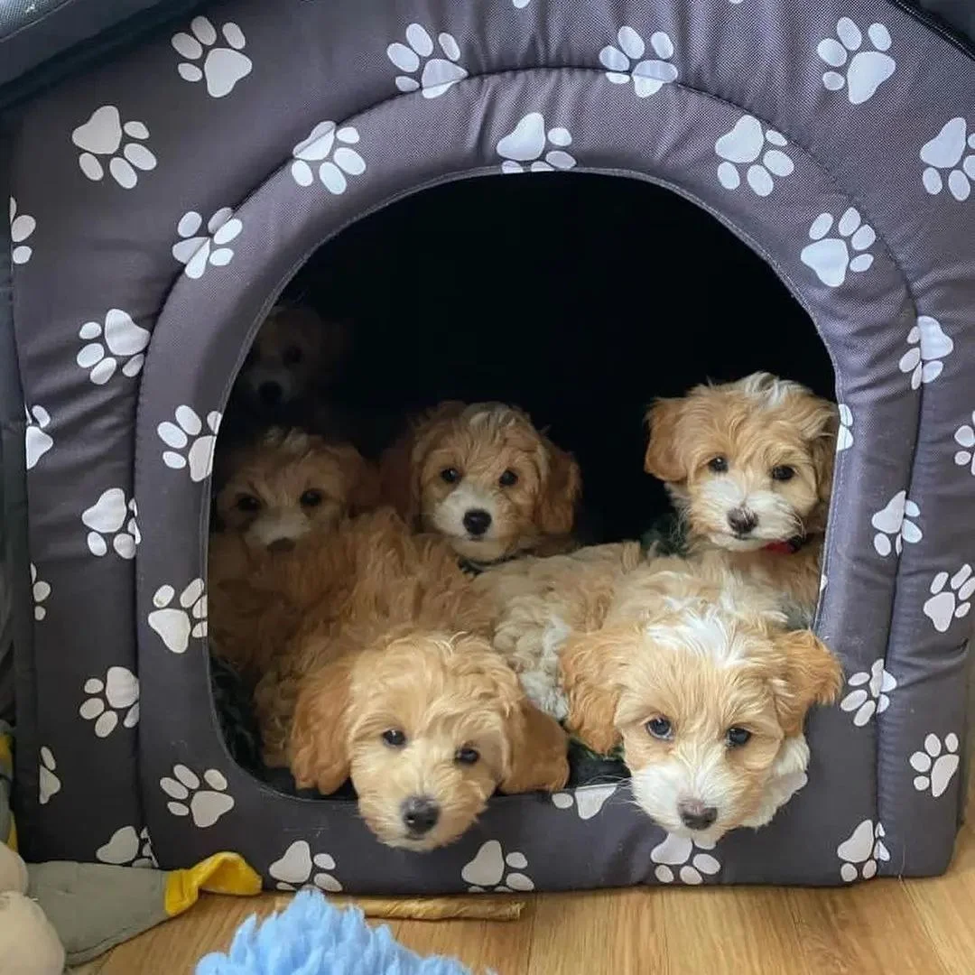 Maltipoo puppies socializing with a family at home