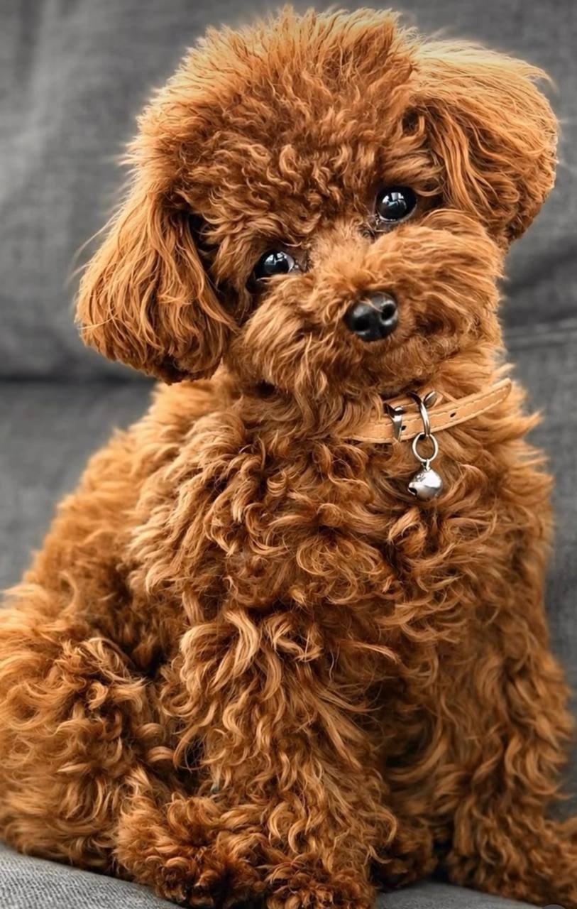 Mae, a red Mini Poodle mother at Hearts & Family Cuddlers