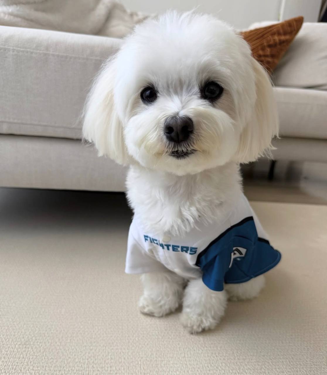 Luna, a white Maltese mother at Hearts & Family Cuddlers
