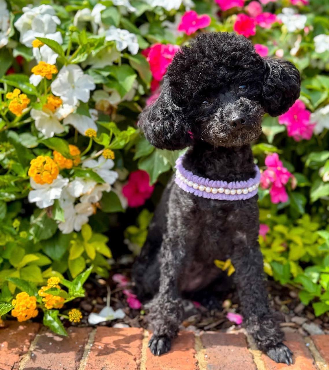 Thelma, a black Toy Poodle mother at Hearts & Family Cuddlers