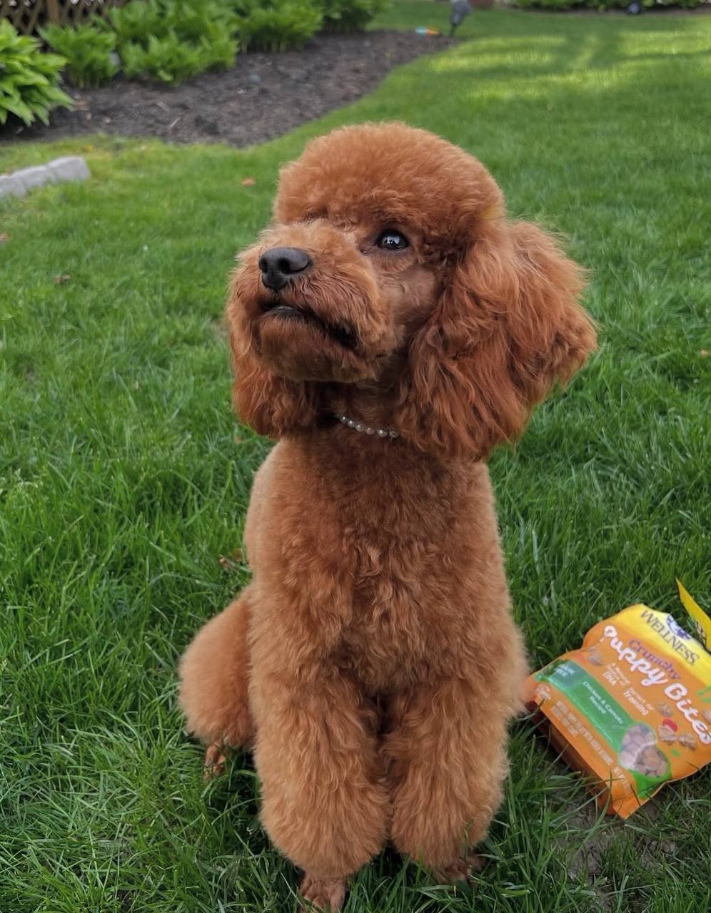 Gemma, a red Toy Poodle mother at Hearts & Family Cuddlers