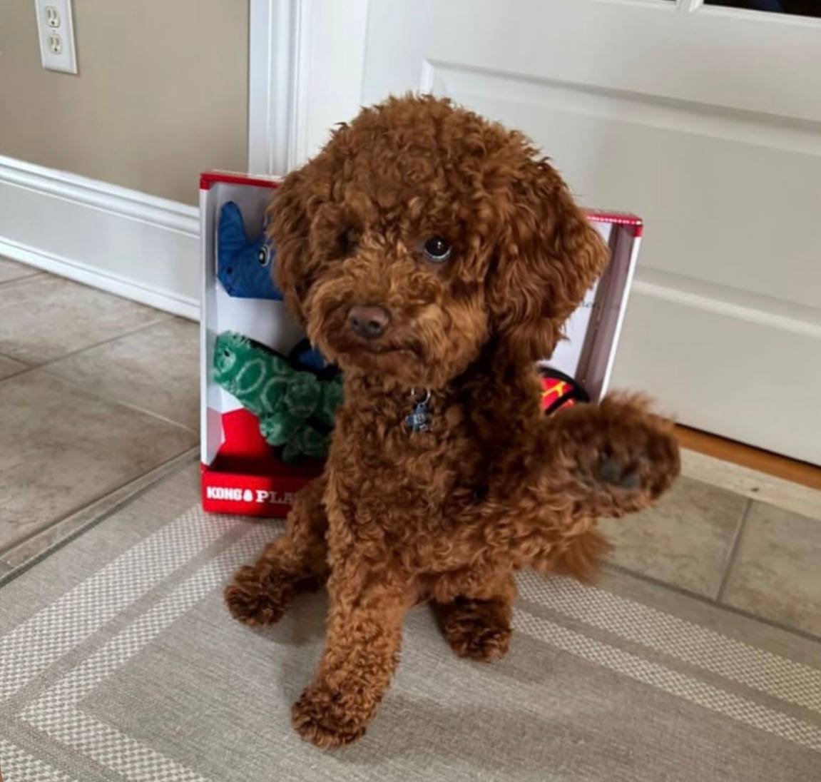 Bansky, a red Maltipoo father at Hearts & Family Cuddlers